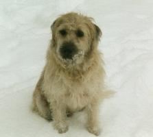 Sammy